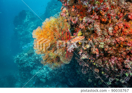 Orange coral reef and coral grouper fish in Thailand 90038767