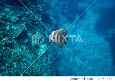 Teira batfish or Platax teira swimming in the blue ocean 90038769