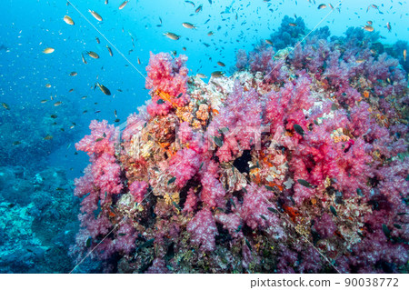 Pink soft coral at Richelieu, North andaman, Thailand Pink soft coral at Richelieu, North andaman, Thailand 90038772