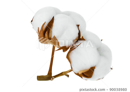 Cotton plant flower branch isolated on white background with clipping path and full depth of field 90038980