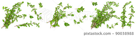 fresh Oregano or marjoram leaves isolated on white background. Top view. Flat lay. Set or collection fresh Oregano or marjoram leaves isolated on white background. Top view. Flat lay. Set or collection 90038988