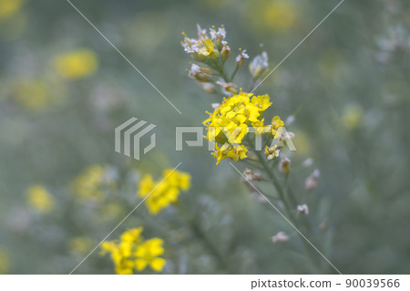 Aurinia - yellow flowers in the spring garden 90039566