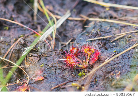 Drosera - the sundews - red carnivorous plant 90039567