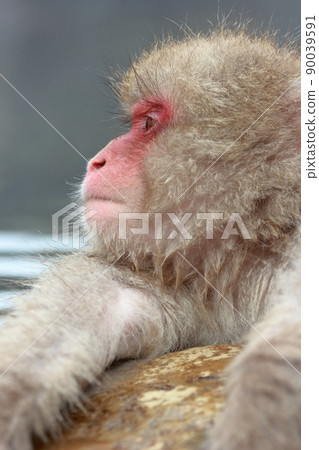 遠離浴缸的猴子(長野縣地獄谷野猴公園) 遠離浴缸的猴子(長野縣地獄谷野猴公園) 90039591