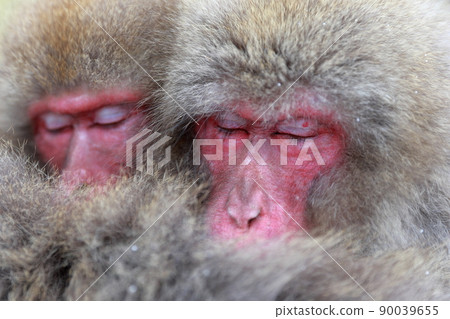 A monkey sleeping snuggling up (Jigokudani Wild Monkey Park, Nagano Prefecture) 90039655