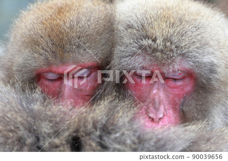 A monkey sleeping snuggling up (Jigokudani Wild Monkey Park, Nagano Prefecture) 90039656