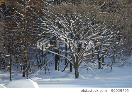 Snowy mountain scenery Yatsugatake, Nagano Prefecture 90039795
