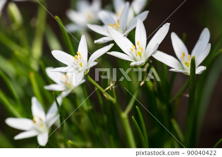 A pretty garden star-of-beet that opens six star-shaped white petals A pretty garden star-of-beet that opens six star-shaped white petals 90040422