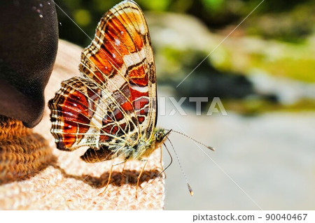 Up of Sakahachicho that stops at the edge of the straw hat 90040467