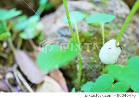 在菊池峽拍攝的草莖上的氣泡 在菊池峽拍攝的草莖上的氣泡 90040470