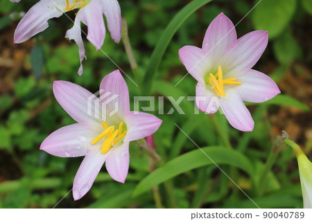 沖繩縣宮古島美麗盛開的粉紅色雨百合花 90040789