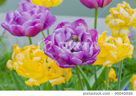 Purple tulip negrita double and yellow tulip monte carlo flowers - close up 90040886