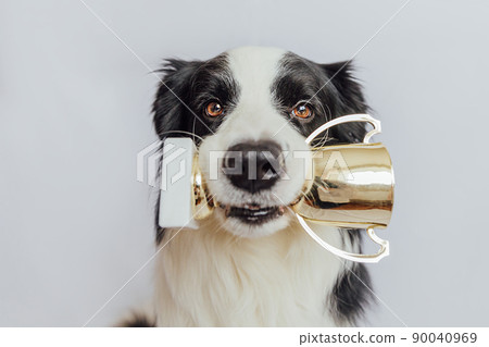 Cute puppy dog border collie holding gold champion trophy cup in mouth isolated on white background. Winner champion funny dog. Victory first place of competition. Winning or success concept 90040969