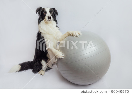 Funny cute puppy dog border collie practicing yoga lesson with exercise fitness ball isolated on white background. Pet dog working out with gym yoga ball. Swiss ball. Sport healthy lifestyle concept 90040970
