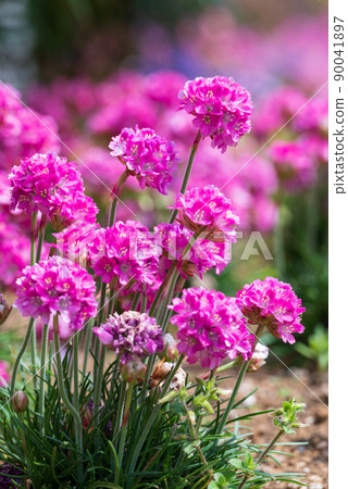 Spring Almeria with pink flowers like a round ball Spring Almeria with pink flowers like a round ball 90041897