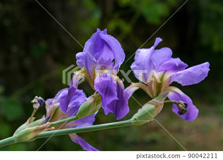 Wild Iris Mesopotamian (lat.- Iris mesopotamica) 90042211