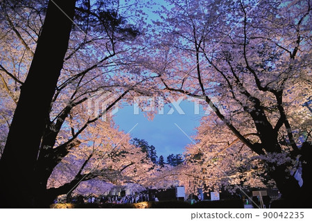 Heart cherry blossoms in Hirosaki Park (Hirosaki City, Aomori Prefecture) 90042235