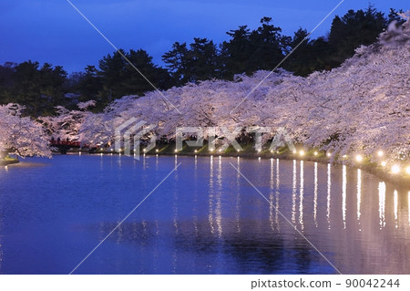 Full bloom Nishimochi illuminated (Hirosaki Cherry Blossom Festival) 90042244