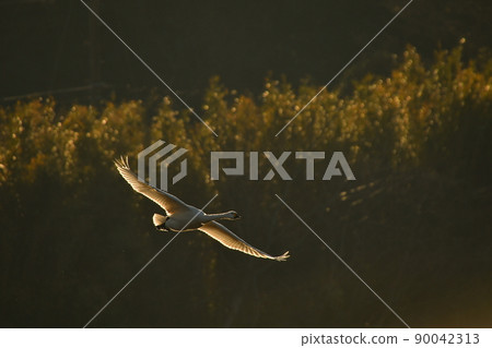 Swan 90042313