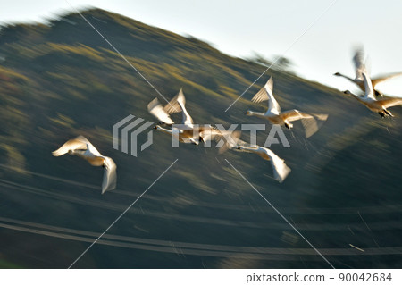 Swan Swan 90042684