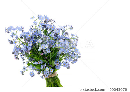 Bouquet of wild forget me not flowers. Bunch of blossom forget-me-not, myosotis flowers on white background. Bouquet of wild forget me not flowers. Bunch of blossom forget-me-not, myosotis flowers on white background. 90043076