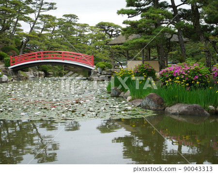 Water lily flowers all over the pond that are in full bloom Water lily flowers all over the pond that are in full bloom 90043313