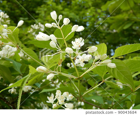 Staphylea pinnata at Ikaho Onsen, Shibukawa City, Gunma Prefecture 90043684