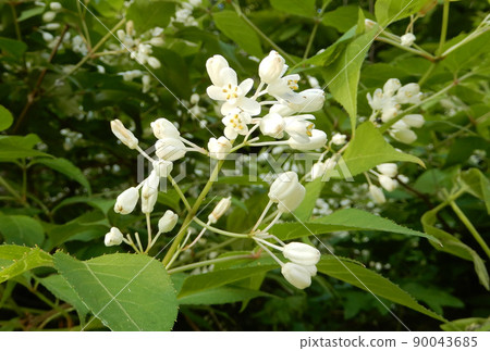 Staphylea pinnata at Ikaho Onsen, Shibukawa City, Gunma Prefecture 90043685