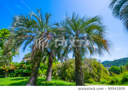 Brazil palm Brazil palm 90043809