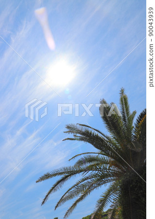 鳳凰藍天雲太陽 90043939
