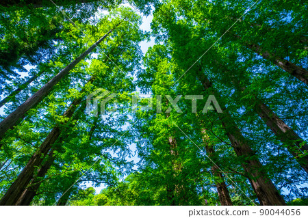 Bald cypress and metasequoia forest Bald cypress and metasequoia forest 90044056