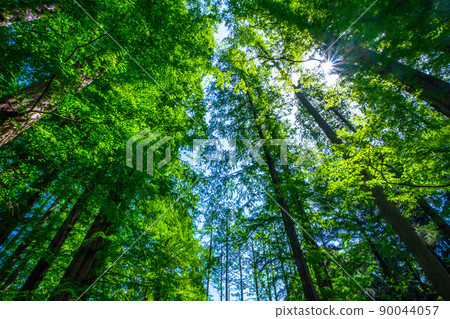 Metasequoia Forest 90044057