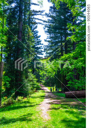 Metasequoia and Sequoia Forest Metasequoia and Sequoia Forest 90044065
