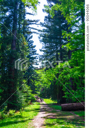 Metasequoia and Sequoia Forest Metasequoia and Sequoia Forest 90044066