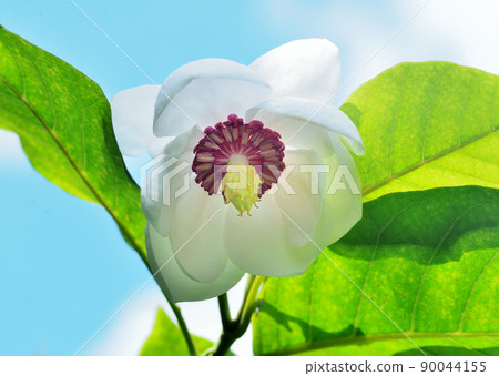 Oyama Renka 90044155