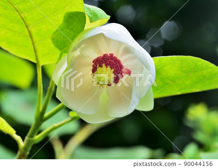 Oyama Renka 90044156