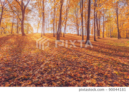 View of the city park at autumn morning. View of the city park at autumn morning. 90044181