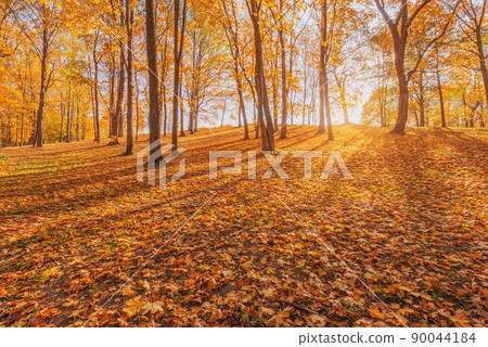 View of the city park at autumn morning. 90044184