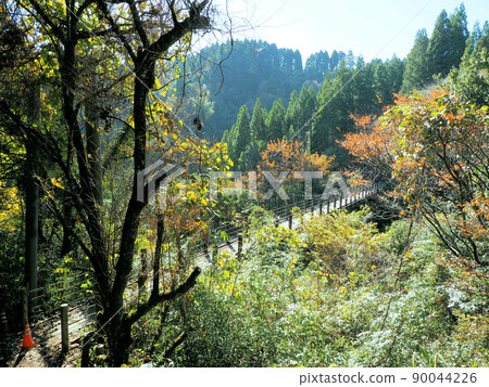 熊本縣上敷郡大和町長原五羅加瀑布的吊橋和秋葉 熊本縣上敷郡大和町長原五羅加瀑布的吊橋和秋葉 90044226
