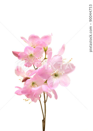 Azalea Azalea 90044753
