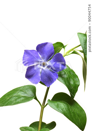 Periwinkle Periwinkle 90044754