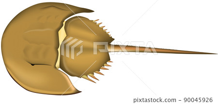 Horseshoe crab illustration 90045926