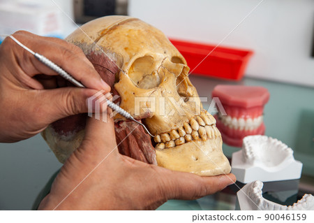 Dentist showing the mouth anatomy usig a human skull Dentist showing the mouth anatomy usig a human skull 90046159