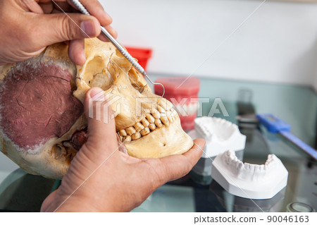 Dentist showing the mouth anatomy usig a human skull 90046163