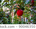 在蘋果收穫前 2 秒拍攝的照片 90046350