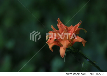 Yabukanzou Yabukanzou 90046538