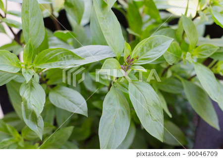 Cultivation of Thai basil Cultivation of Thai basil 90046709