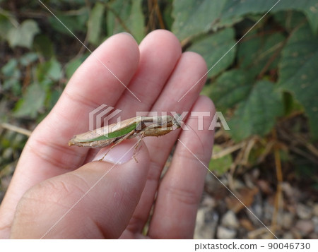 Acromantis japonica living on a tree 90046730