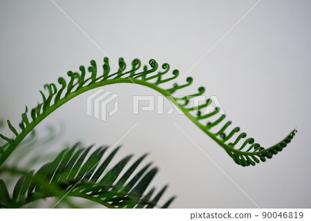 Ornamental plant cycad potted plant 90046819
