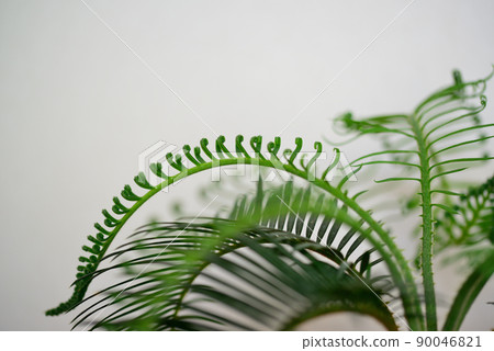 Ornamental plant cycad potted plant Ornamental plant cycad potted plant 90046821